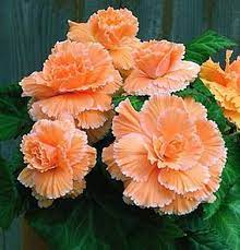 Begonia Picotee Lace Apricot Easy To Grow Bulbs Tuberous Begonia Flower Seeds