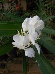 White Ginger Lily Planting Flowers Plants White Lilies