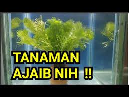 We did not find results for: Tanaman Air Ajaib Untuk Ikan Burayak Cupang Ajaib Sob Youtube