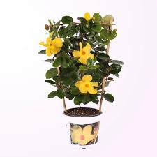 Image result for dipladenie suaveolens obrázek