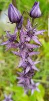 Image result for Swertia eminii
