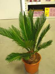 Sago palms can survive cold winters, but often experience frost damage as a result. Sago Palm Cycas Revoluta Care And Growing Indoors