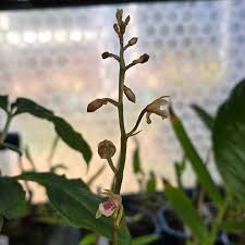 Image result for Oeceoclades maculata × quadriloba