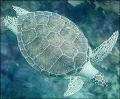 We did not find results for: Sea Turtles Characteristics Nesting Sites Hatchlings And Conservation Facts And Details