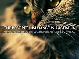 Check spelling or type a new query. The Best Pet Insurance In Australia By Petplanpro