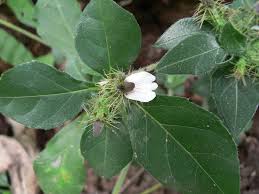 Image result for Blepharis