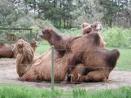 Camel Porn | Camels having sex in the Toronto Zoo www.blogah… | Flickr