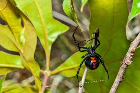 The black widow spider (latrodectus mactans) is probably the most feared spider in north the stereotypical black widow is a shiny, round, black spider with a red hourglass mark on its ventral black widow spiders carry a potent venom that can affect humans, but only mature females have. Preventing Spider Bites And What To Do If One Bites You Mossy Oak
