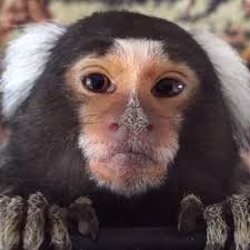 Fundraiser by JD Sheriff : Help The Animals at Sheriff O'Dell Animal Refuge