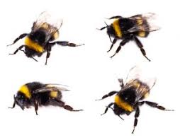 Which bee do i have? Meet The Bumble Bee Colonial Pest Control
