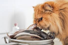 So, can the persian cat eat fish? Is It Safe For Cats To Eat Fish Petsoid