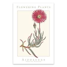 Image result for Aizoaceae