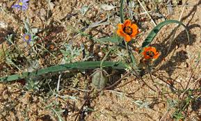 Image result for Ornithoglossum viride