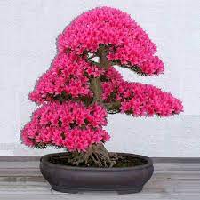 We collected up to 79 ads from hundreds of classified sites for you! Hot Sale Promotion Indoor Plants Sementes Cherry Flower Bonsai Bonsai Tree Japanese Sakura Bonsai 5 Pcs Bonsai Flower Blossoms Buy At The Price Of 0 25 In Aliexpress Com Imall Com