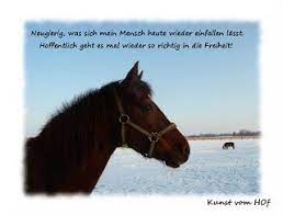 winterpferdezauber pferde kunst winter