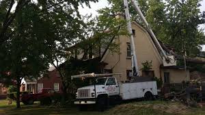 Tree trimming pro has your tree trimming services in plymouth covered. Big Dave S Tree Service Tree Services