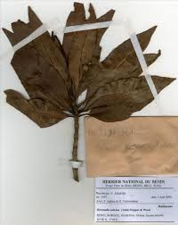 Image result for Breonadia