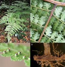 Image result for Blotiella trichosora