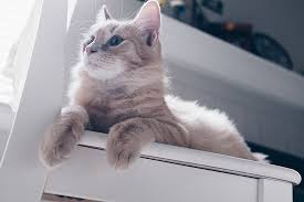 How similar are their memories to our memories? How Long Will A Cat Actually Remember A Person Tuxedo Cat