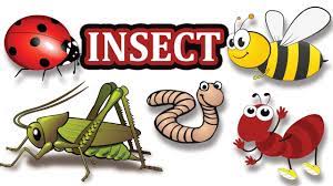 List of insects and bugs with esl pictures, examples in english. Insects Pictures For Kids Insect Name Kids Vocabulary Youtube