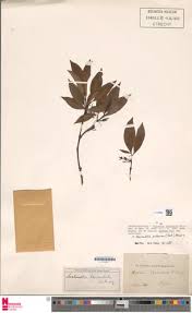 Image result for Malouetia