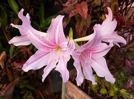 Pin On Flowers