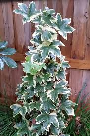 Image result for × Fatshedera