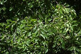 Image result for Celtis sinensis