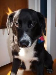 Black And White Border Collie Lab Mix Puppy Black Lab Border Collie Mix Google Search Collie Dog Pictures Collie Mix Border Collie Lab Mix