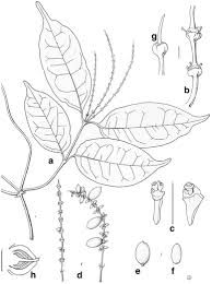 Image result for Gnetum africanum
