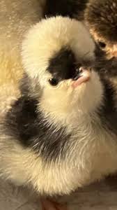 Anyone have any ideas what is wrong with chicken???