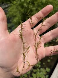 Image result for Najadaceae