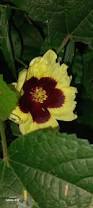 Image result for Hibiscus ludwigii