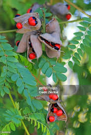 Image result for Abrus fruticulosus