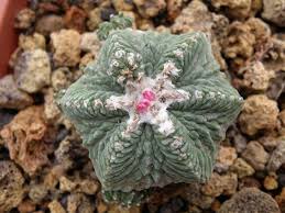 Aztekium Ritteri Cactus Plants