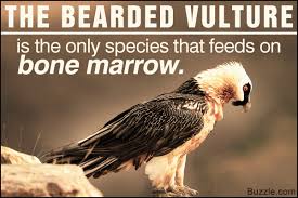 Image result for bearded vulture