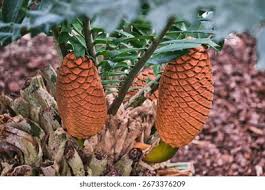 Image result for Encephalartos villosus