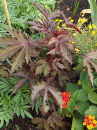 Maybe you would like to learn more about one of these? Photo Of The Entire Plant Of Hibiscus Hibiscus Acetosella Mahogany Splendor Posted By Poisondartfrog Garden Org