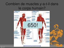 Leurs noms sont généralement liés à leur localisation (dorsal, pectoral, brachial par exemple), leur taille (long, court), leur fonction (extenseur. Ppt Les Muscles Powerpoint Presentation Free Download Id 5622236
