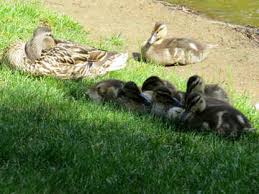 We did not find results for: Wild Ducks Image Baby Ducks Birds Images Bird 54251 Torange Biz Free Pics On Cc By License