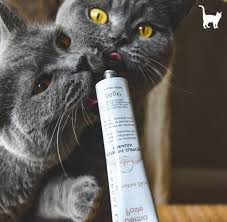kedi nefsin ozellikleri kedi hayvanlari blog