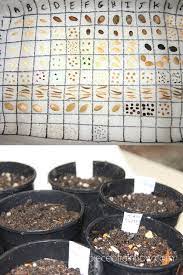The main reason you may want to germinate seeds on a paper towel is to keep an eye on your seed germination rates. Germinate Seeds 3x Faster What Not To Do A Piece Of Rainbow