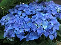 Find the perfect shade, flower, or nut trees to complete your landscaping look. Hydrangea Macrophylla Early Blue