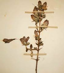 Image result for Barleria crassa