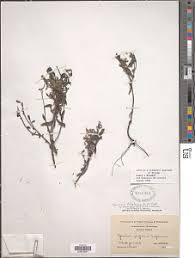 Image result for Cycnium tubulosum