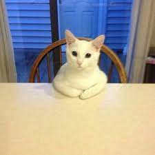 19 Chill Cats Who Are Sitting Like Humans Funny Cat Memes Funny Cat Videos Funny Animal Memes