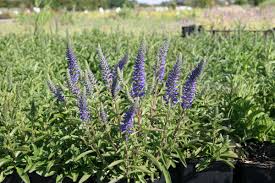 Pseudolysimachion spicatum) is a species of flowering plant in the family plantaginaceae. Veronica Spicata Nana Blauteppich Lubera At