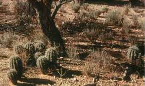 The saguaro cactus (carnegiea gigantea) is the largest cactus in the united states. How Saguaros Grow Saguaro National Park U S National Park Service