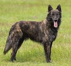 Dutch Shepherd The Ultimate Guide Animalso
