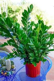 Item will ship by august 6th. 3 Reasons Why You Need A Zz Plant In Your Life Joy Us Garden